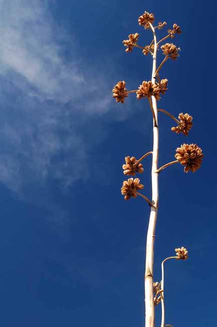 a century plant flower